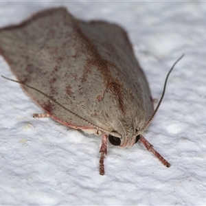 Euchaetis inceptella at Melba, ACT - 22 Oct 2024 10:27 PM