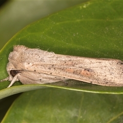 Mythimna (Pseudaletia) convecta (Common Armyworm) at Melba, ACT - 22 Oct 2024 by kasiaaus