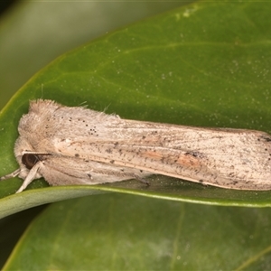 Mythimna (Pseudaletia) convecta at Melba, ACT - 22 Oct 2024 11:17 PM