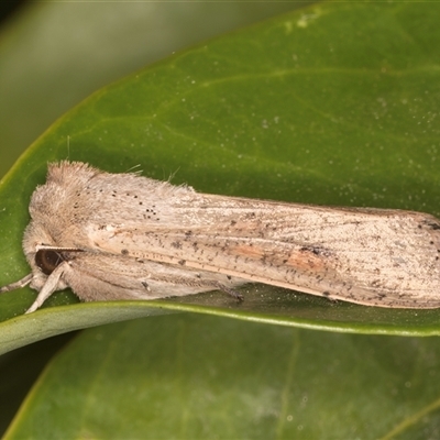 Mythimna (Pseudaletia) convecta (Common Armyworm) at Melba, ACT - 22 Oct 2024 by kasiaaus