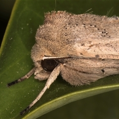 Mythimna (Pseudaletia) convecta at Melba, ACT - 22 Oct 2024