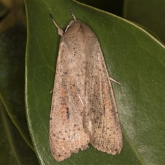 Mythimna (Pseudaletia) convecta at Melba, ACT - 22 Oct 2024 11:17 PM