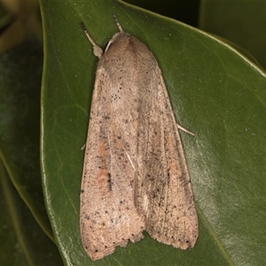 Mythimna (Pseudaletia) convecta at Melba, ACT - 22 Oct 2024