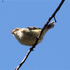 Smicrornis brevirostris at Bruce, ACT - 16 Oct 2024 09:35 AM