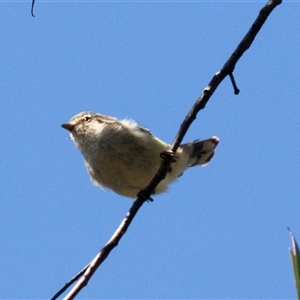 Smicrornis brevirostris at Bruce, ACT - 16 Oct 2024