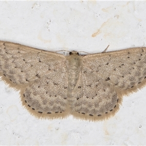 Idaea philocosma at Melba, ACT - 22 Oct 2024