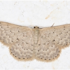 Idaea philocosma at Melba, ACT - 22 Oct 2024