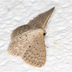 Idaea philocosma at Melba, ACT - 22 Oct 2024