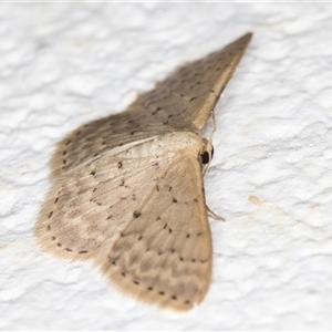 Idaea philocosma at Melba, ACT - 22 Oct 2024