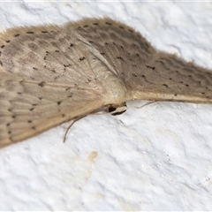 Idaea philocosma at Melba, ACT - 22 Oct 2024 11:22 PM