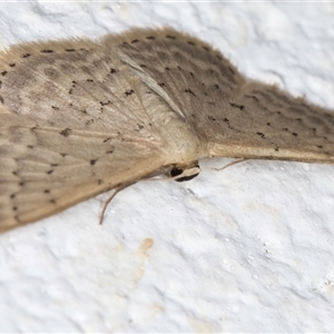 Idaea philocosma at Melba, ACT - 22 Oct 2024