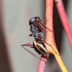 Camponotus suffusus at Bruce, ACT - 16 Oct 2024