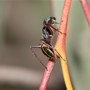 Camponotus suffusus at Bruce, ACT - 16 Oct 2024 09:29 AM