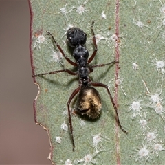 Camponotus suffusus at Bruce, ACT - 16 Oct 2024 09:29 AM