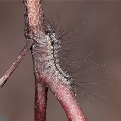 Anestia (genus) (A tiger moth) at Bruce, ACT - 16 Oct 2024 by AlisonMilton