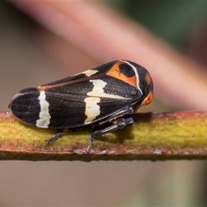 Eurymeloides pulchra at Bruce, ACT - 16 Oct 2024