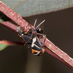 Eurymeloides pulchra at Bruce, ACT - 16 Oct 2024