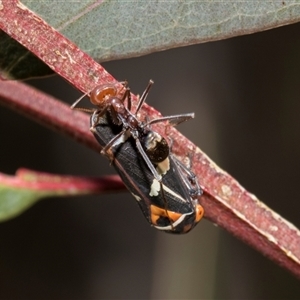 Eurymeloides pulchra at Bruce, ACT - 16 Oct 2024