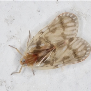 Saccharodite chrysonoe at Melba, ACT - 22 Oct 2024