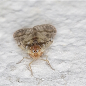 Saccharodite chrysonoe at Melba, ACT - 22 Oct 2024