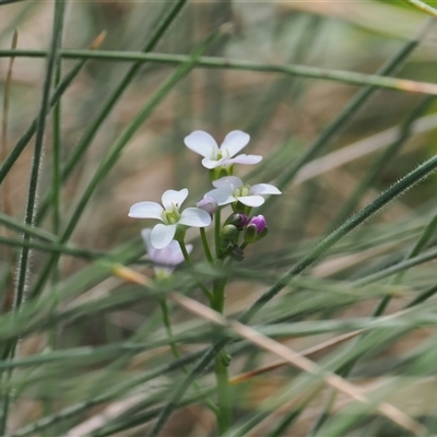 Cardamine lilacina (Lilac Bitter-cress) at Booth, ACT - 16 Oct 2024 by RAllen