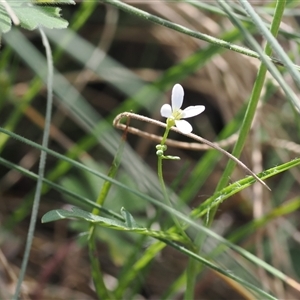 Cardamine lilacina at Booth, ACT - 16 Oct 2024