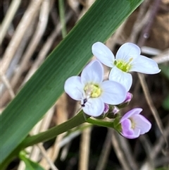 Cardamine lilacina at Booth, ACT - 16 Oct 2024