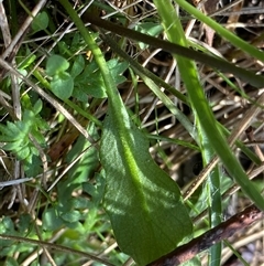 Cardamine lilacina at Booth, ACT - 16 Oct 2024