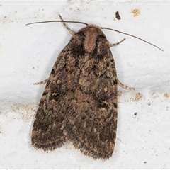 Proteuxoa (genus) (A Noctuid moth) at Melba, ACT - 22 Oct 2024 by kasiaaus