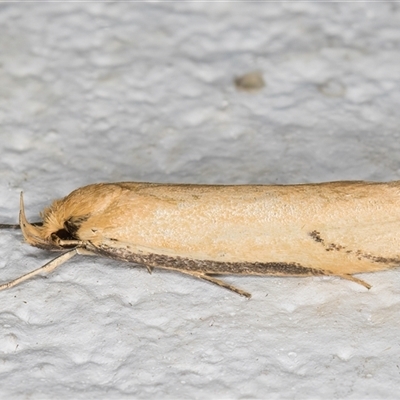 Philobota protecta (A concealer moth) at Melba, ACT - 22 Oct 2024 by kasiaaus