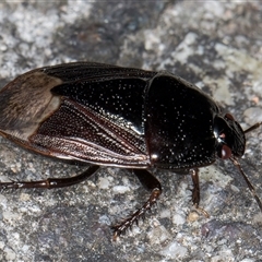 Adrisa sp. (genus) (Burrowing Bug) at Melba, ACT - 23 Oct 2024 by kasiaaus