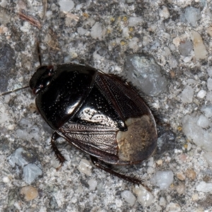 Adrisa sp. (genus) at Melba, ACT - 23 Oct 2024