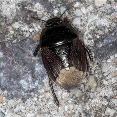 Adrisa sp. (genus) at Melba, ACT - 23 Oct 2024