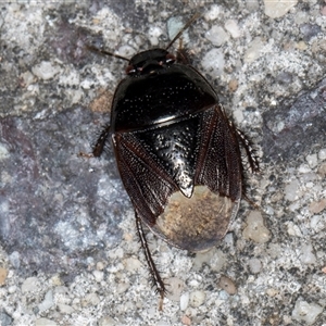 Adrisa sp. (genus) at Melba, ACT - 23 Oct 2024