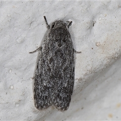 Agriophara (genus) (A Flat-bodied moth (Stenomatinae, Depressariidae)) at Melba, ACT - 23 Oct 2024 by kasiaaus