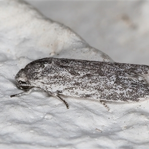 Agriophara (genus) at Melba, ACT - 23 Oct 2024