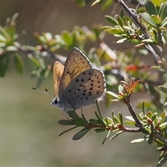 Cyprotides maculosus (Spotted Trident-blue) by RAllen