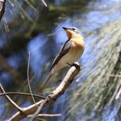 Myiagra rubecula (Leaden Flycatcher) at Greenway, ACT - 25 Oct 2024 by RodDeb