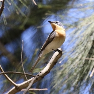 Myiagra rubecula at Greenway, ACT - suppressed