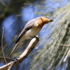 Myiagra rubecula at Greenway, ACT - suppressed