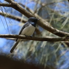 Myiagra rubecula at Greenway, ACT - suppressed