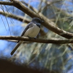 Myiagra rubecula at Greenway, ACT - suppressed