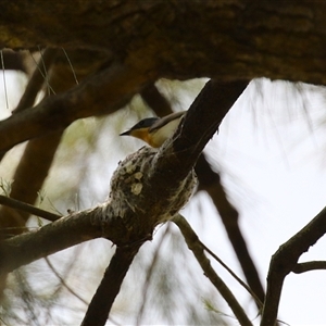 Myiagra rubecula at Greenway, ACT - suppressed