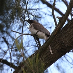 Philemon corniculatus (Noisy Friarbird) at Greenway, ACT - 25 Oct 2024 by RodDeb