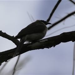 Philemon corniculatus at Greenway, ACT - 25 Oct 2024