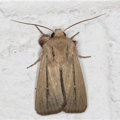 Leucania diatrecta (A Noctuid moth) at Melba, ACT - 23 Oct 2024 by kasiaaus