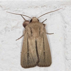 Leucania diatrecta at Melba, ACT - 23 Oct 2024