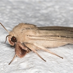 Leucania diatrecta at Melba, ACT - 23 Oct 2024