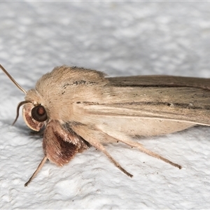 Leucania diatrecta at Melba, ACT - 23 Oct 2024