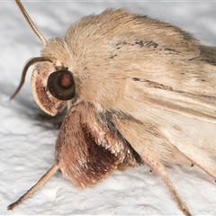 Leucania diatrecta at Melba, ACT - 23 Oct 2024